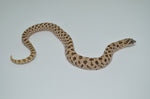 Arctic poss het Leucistic Western Hognose