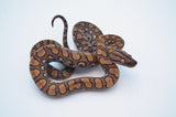 Baby Brazilian Rainbow Boa