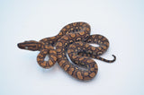 Baby Brazilian Rainbow Boa