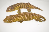 Baby Nuu Ami Giant Gecko Special