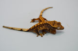 Baby Harlequin Crested Gecko Special