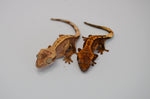 Baby Premium Crested Gecko Special
