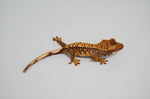 Baby High End Crested Gecko Special (Nipped Tail)