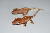 "Normal" Baby Crested Gecko Special