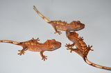 "Normal" Baby Crested Gecko Special