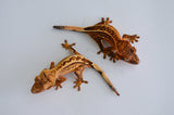 Baby High End Crested Gecko Special (Nipped Tail)