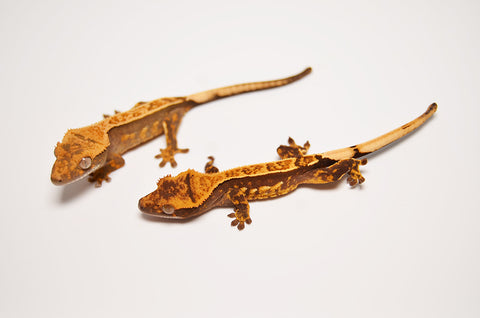 Baby Pinstripe Crested Gecko Special