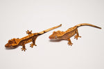 Baby Pinstripe Crested Gecko Special
