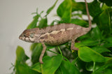 Juvenile Panther Chameleon Male