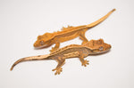 Baby High End Quadstripe Crested Gecko Special