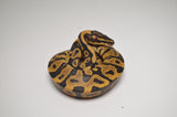 Leopard Ball Python