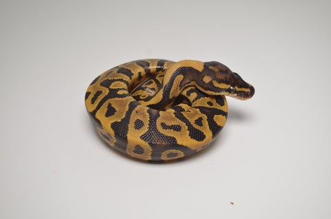 Leopard Ball Python