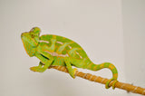 Adult Veiled Chameleon
