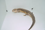 Dark x Red Line Northern Blue Tongue Skink