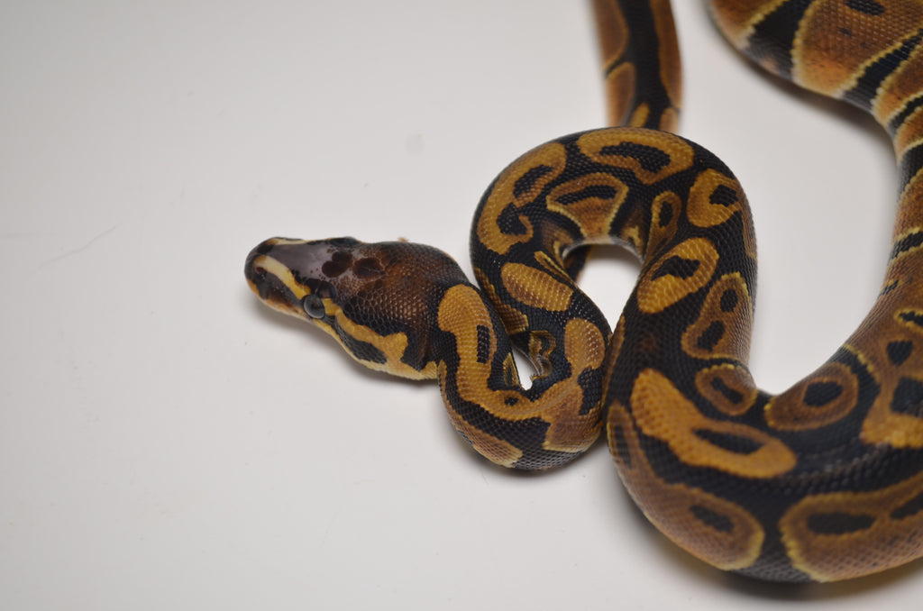 Scaleless Ball Python