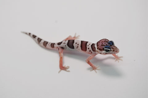 Baby Mack Snow Leopard Gecko