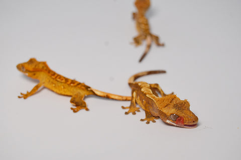 Nipped Tail Baby Crested Gecko Special
