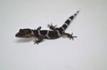 Kume Cave Gecko (PAIR)