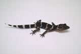 Kume Cave Gecko (PAIR)