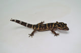 Kume Cave Gecko (PAIR)