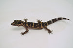 Kume Cave Gecko (PAIR)