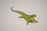 Blue Tailed Day Gecko