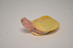 Snow Red Ear Slider Turtle