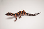 Japanese Cave Gecko