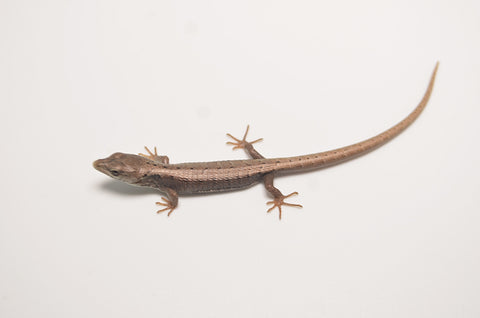 Baby Red Lipped Arboreal Alligator Lizard