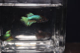 Assorted Fancy Crowntail Betta Female