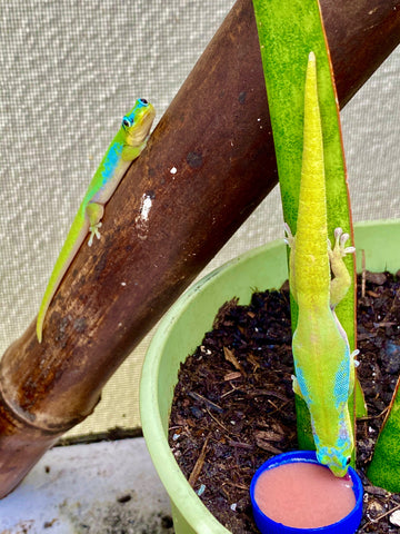 Hawaiian Blue Gold Dust Day Gecko