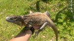 Adult Orange Phase Spiny Tailed Iguana