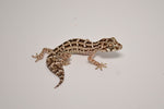Carrot Tail Viper Gecko
