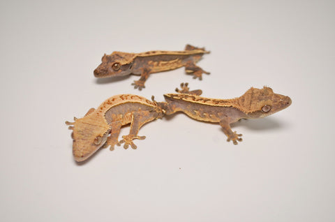 Baby Premium Tailless Crested Gecko Special