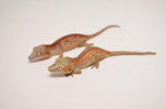 Red/Orange Striped Baby Gargoyle Gecko Special