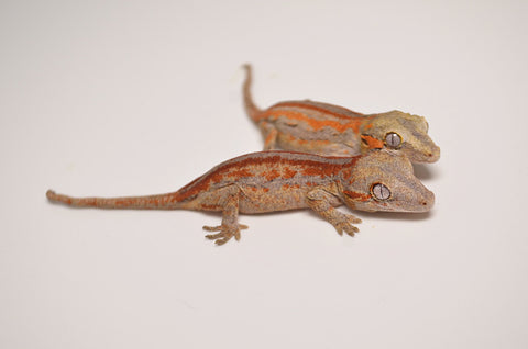 Red/Orange Striped Baby Gargoyle Gecko Special
