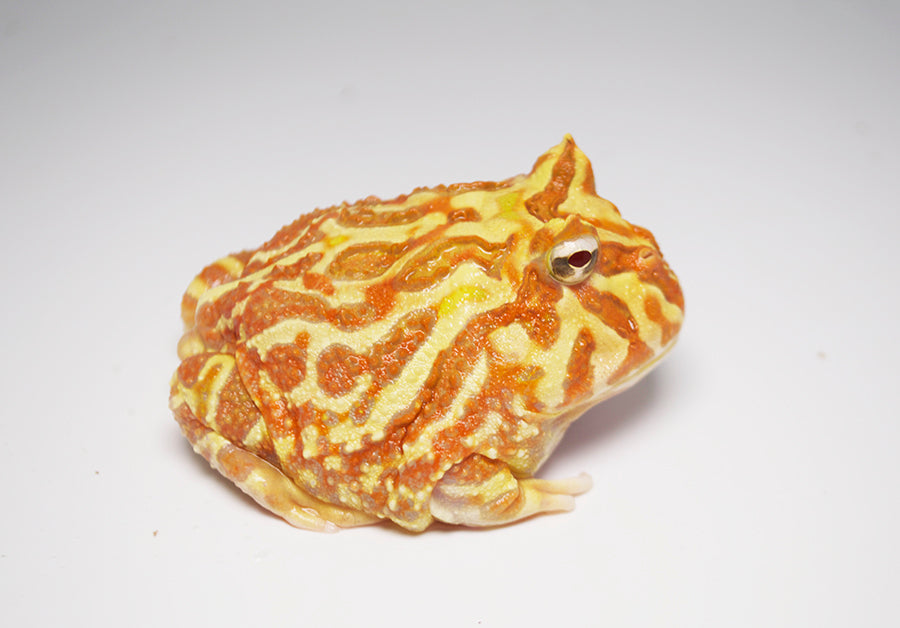 Super Apricot Pacman Frog Albino Pacman Frog For Sale – TikisGeckos