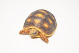 Red Footed Tortoise