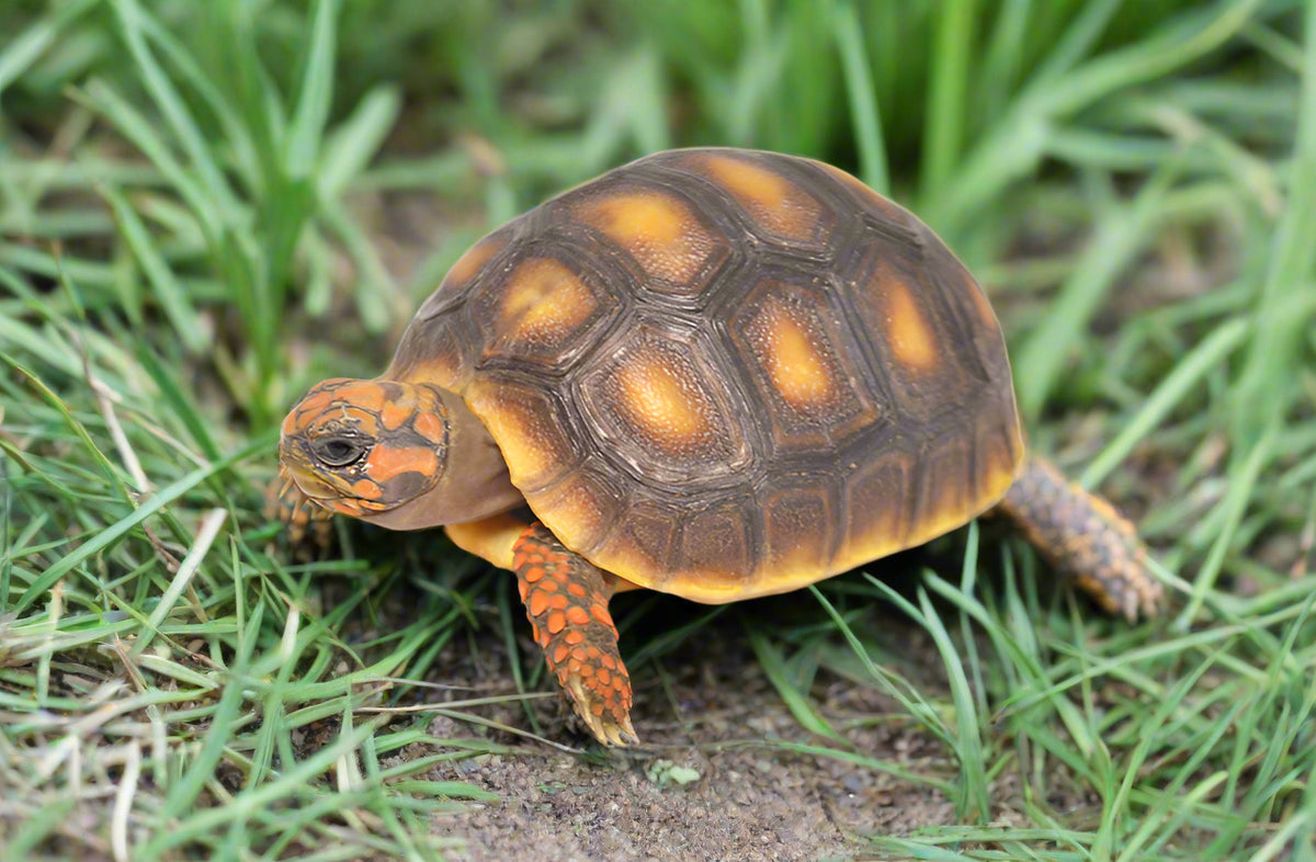 Red Footed Tortoise
