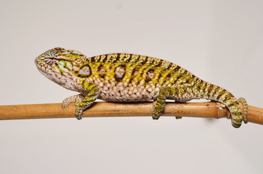 Carpet Chameleons For Tikisgeckos