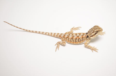 blue baby bearded dragons
