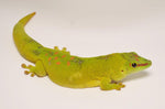 Adult Giant Day Gecko