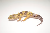 Normal Leopard Gecko