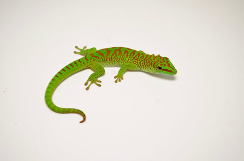Juvenile Giant Day Gecko
