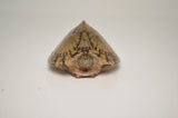 Razorback Musk Turtle