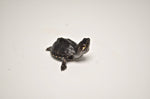 Stinkpot Musk Turtle