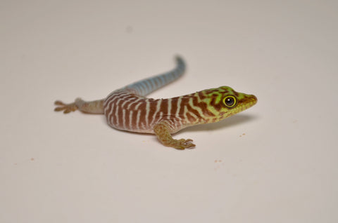 Standings Day Gecko