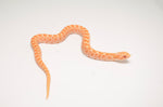 Albino Western Hognose Snake