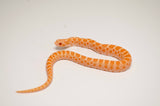 Albino Western Hognose Snake