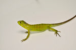 Baby Banana Spiny Tailed Iguana